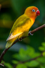 A lovebird (Agapornis) is a type of parrot. There are nine species. They are a social and affectionate small parrot.