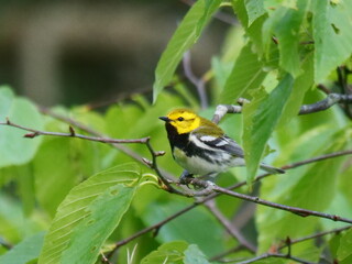 BLACK-THROATED GREEN WARBLER