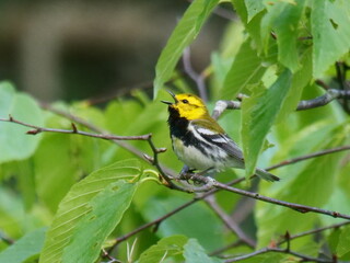 BLACK-THROATED GREEN WARBLER