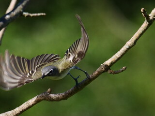 BLUE HEAED VIREO