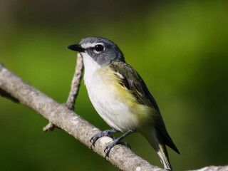BLUE HEAED VIREO