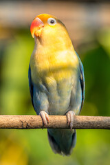 A lovebird (Agapornis) is a type of parrot. There are nine species. They are a social and affectionate small parrot.