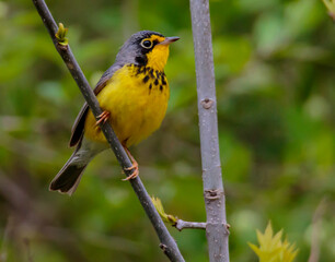 CANADA WARBLER