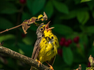 CANADA WARBLER
