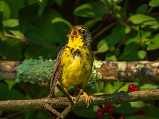 CANADA WARBLER