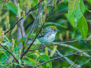 chestnut sided warbler