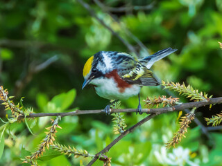 chestnut sided warbler