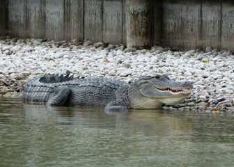 American alligator with gray armored body, short legs, thick tail, and rounded open snout is lying in green water against white and gray rocks and a brown wooden wall.