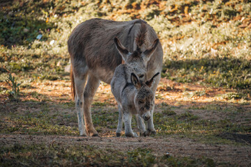 Grey cute baby donkey and mother on floral meadow