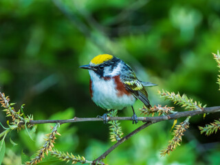chestnut sided warbler