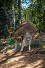 baby donkey feeding off its mum