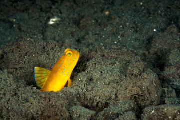 A picture of a yellow shrimp goby