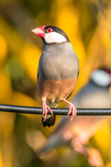 The Java sparrow (Lonchura oryzivora), also known as Java finch, Java rice sparrow or Java rice bird, is a small passerine bird