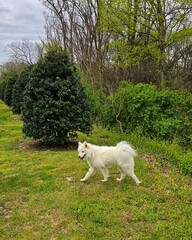 Obraz premium white dog in the meadow