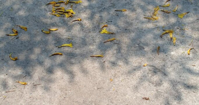 The shadow of leaves falls on the ground.The shadow of the leaves when the sun is shining
