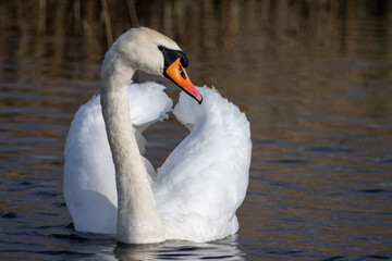 Naklejka premium A white mute swan swims in the water with a reflection toward the camera lens on a sunny spring evening. A mute swan (Cygnus color) with wholly white plumage. The mute swan close-up portrait.
