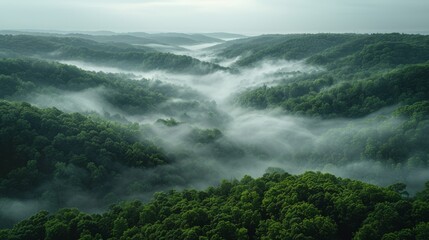   A foggy forest filled with green trees is surrounded by lush foliage