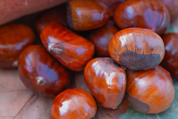 Set of beautiful chestnuts