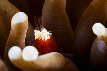 A mushroom coral ghost shrimp - Powered by Adobe