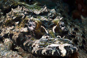 A picture of a crocodilefish