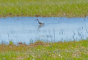 Greater Yellowlegs in a Prairie Pond