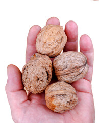 Man hand cupped holding walnuts, isolated on white background