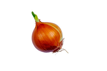 A head of old onion. Isolated on a white background.