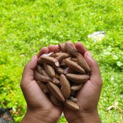 I put a lot of cut babassu coconuts in my hand