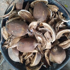 They put a lot of babassu coconut shells in my new bucket