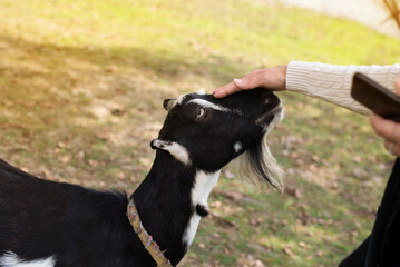 A woman on a ranch petting a domesticated goat, the concept of zootherapy, comforting when interacting with animals