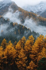 a forest with yellow leaves and fog