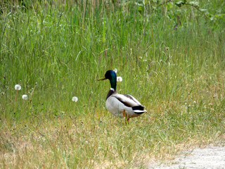 Duck on the island of Hiddensee (Germany)