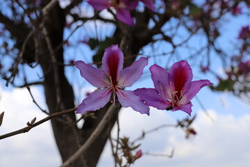 Flowers in a city park on the shores of the Mediterranean Sea.