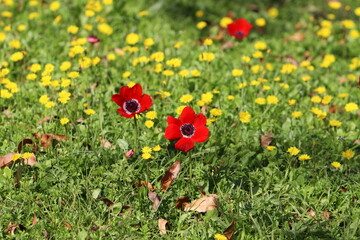 Flowers in a city park on the shores of the Mediterranean Sea.