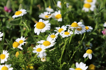 Fototapeta premium Flowers in a city park on the shores of the Mediterranean Sea.