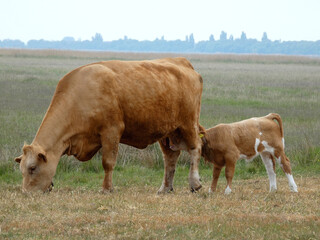 Mother cow with her little calf (Hiddensee, Germany)
