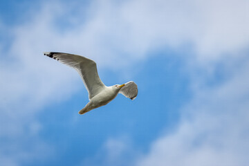 European herring gull flights in the blue sky with white clouds toward the camera lens on a sunny spring day.