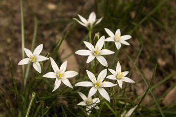 wild white flowers in the forest