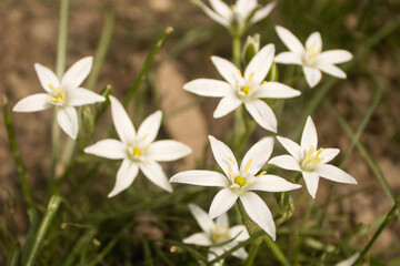 Fototapeta premium wild white flowers in the forest
