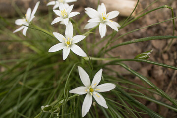 wild white flowers in the forest