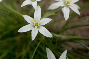 wild white flowers in the forest