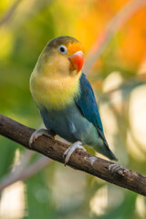 A lovebird (Agapornis) is a type of parrot. There are nine species. They are a social and affectionate small parrot.