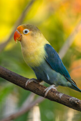 A lovebird (Agapornis) is a type of parrot. There are nine species. They are a social and affectionate small parrot.