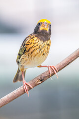 The streaked weaver (Ploceus manyar) is a species of weaver bird found in South Asia and South-east Asia