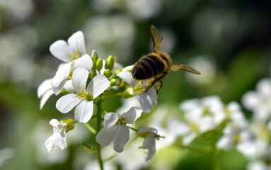 Biene auf Gänsekresse-Blüten - 778435215