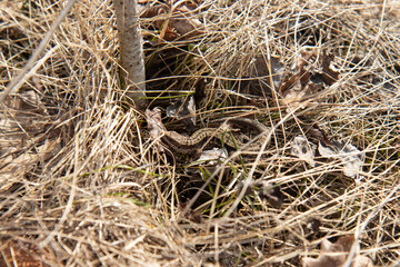 The lizard went out to bask in the sun. A lizard in the dry grass.