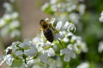 Biene auf Gänsekresse-Blüten - 778435254