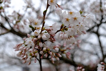 Breathing in the fragrance of white sakura petals - obrazy, fototapety, plakaty