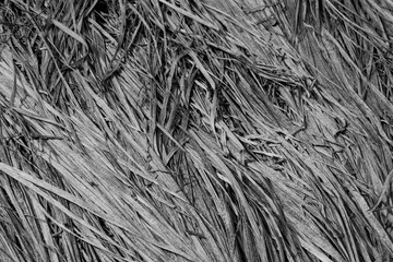 The background is made of dry grass. Black and white photo of dry grass. The background is made of...