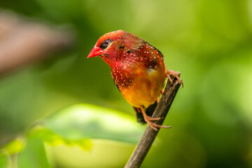The red avadavat, red munia or strawberry finch, is a sparrow-sized bird of the family Estrildidae....